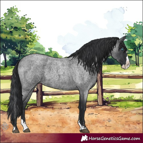 Horse Color:Blue Roan Splash