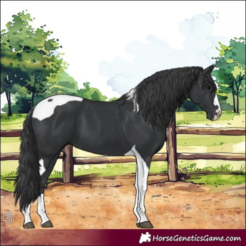 Horse Color:Black Tobiano 