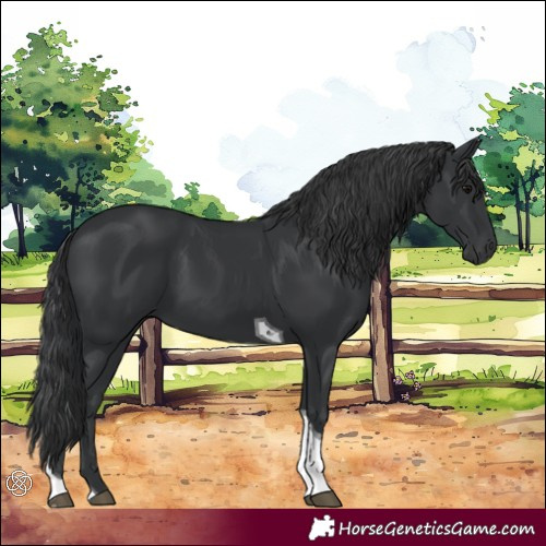 Horse Color:Black Tobiano 