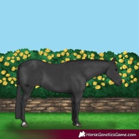 Horse Color:Black and Black