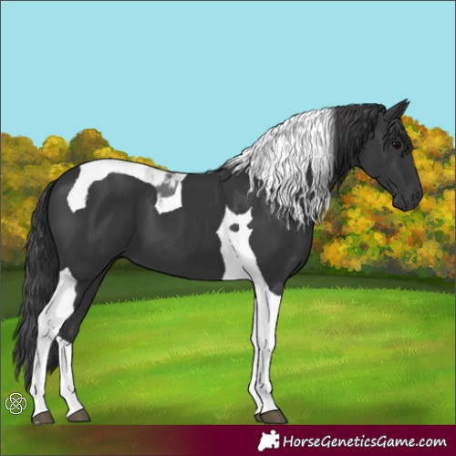 Horse Color:Black Tobiano