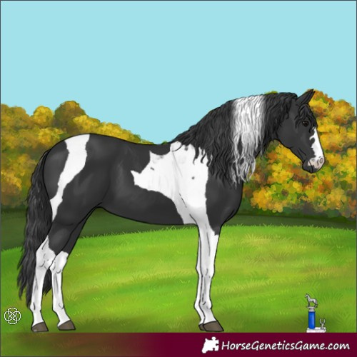Horse Color:Black Tobiano 