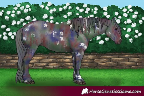 Horse Color:Nacre Black  and Nacre Black 