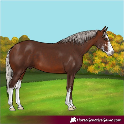 Horse Color:Silver Brown Sabino