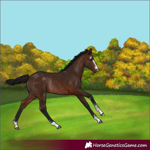 Horse Color:Gray Bay Rabicano 
