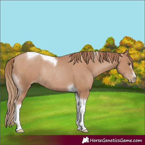 Horse Color:Black Pearl Tobiano Rabicano 