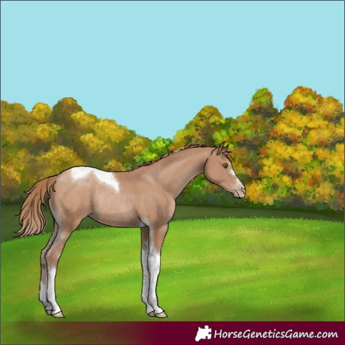 Horse Color:Black Pearl Tobiano Rabicano 