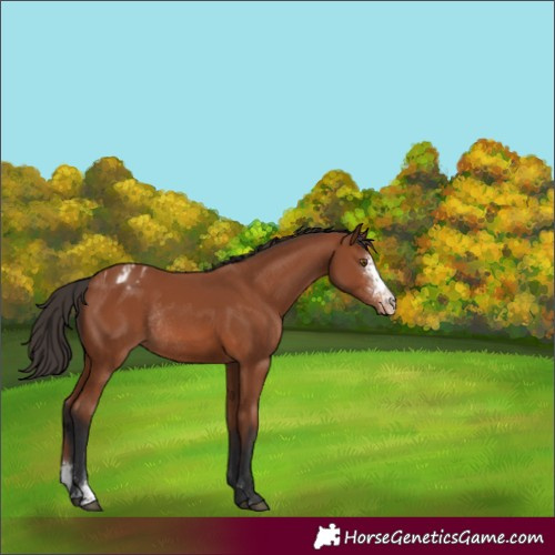 Horse Color:Bay Sabino Appaloosa Rabicano