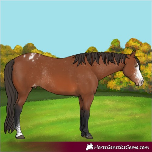 Horse Color:Bay Sabino Appaloosa Rabicano