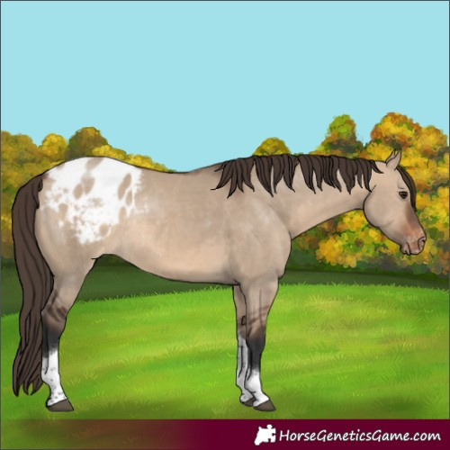 Horse Color:Brown Dun Tobiano Appaloosa Rabicano 