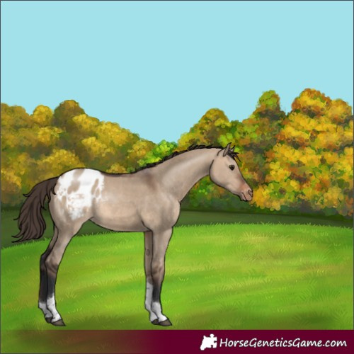 Horse Color:Brown Dun Tobiano Appaloosa Rabicano 