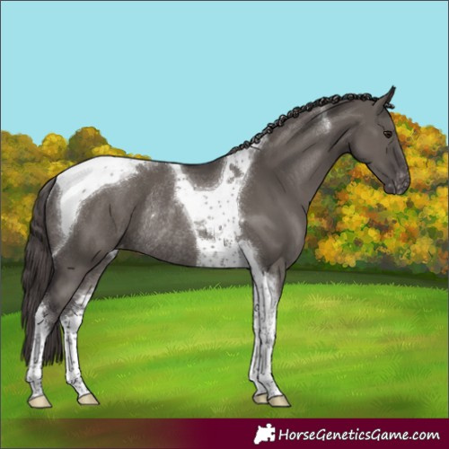 Horse Color:Smoky Grullo Tobiano Appaloosa Rabicano 