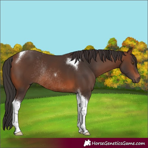 Horse Color:Brown Tobiano Rabicano