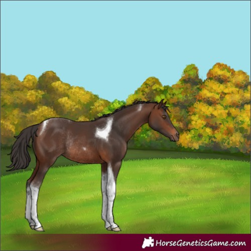 Horse Color:Brown Tobiano Rabicano 