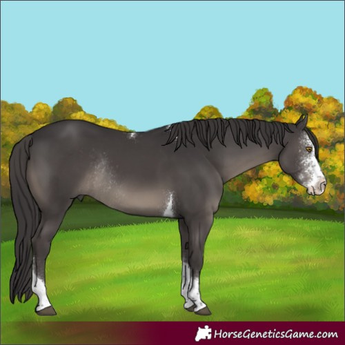 Horse Color:Smoky Black Sabino Tobiano Rabicano 