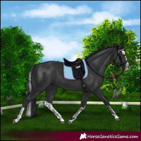 Horse Color:Black and Black Splash