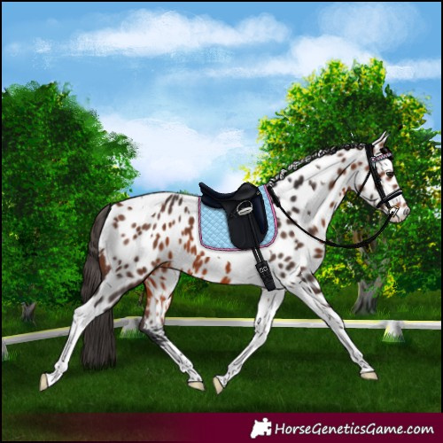 Horse Color:Bay Tobiano Near Leopard