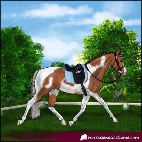 Horse Color:Bay Tobiano Frame Appaloosa
