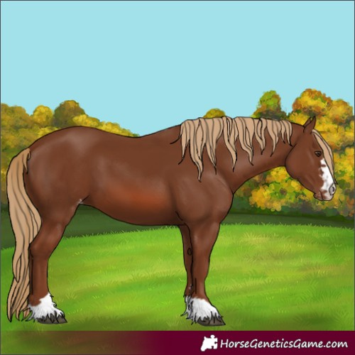 Horse Color:Chestnut Appaloosa