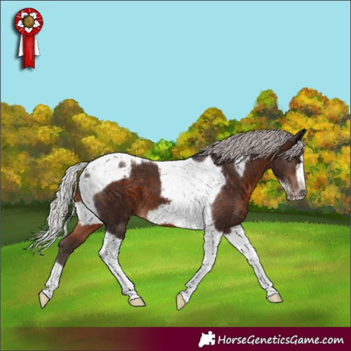 Horse Color:Silver Brown Tobiano Frame 