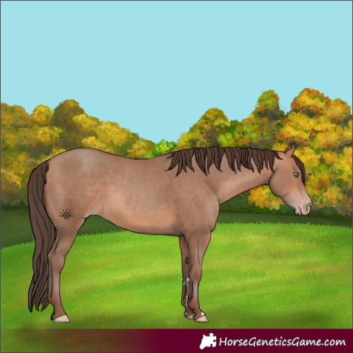 Horse Color:Amber Champagne