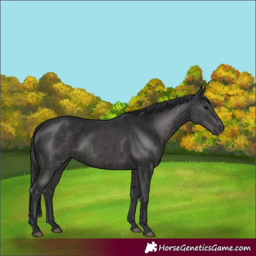 Horse Color:Black  and Black 