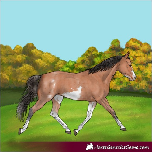 Horse Color:White Spotted Bay Sabino Frame