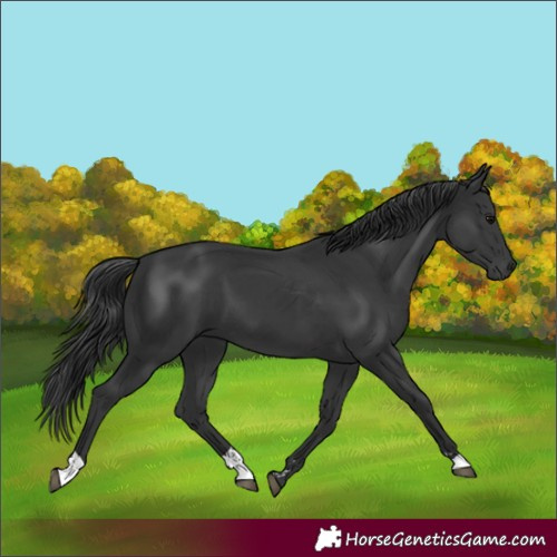 Horse Color:Black  and Black 