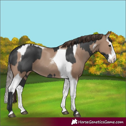 Horse Color:Black  and Classic Champagne Splash Tobiano 