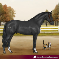 Horse Color:Black and Black