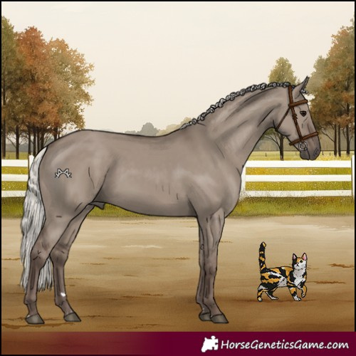 Horse Color:Silver Grullo 