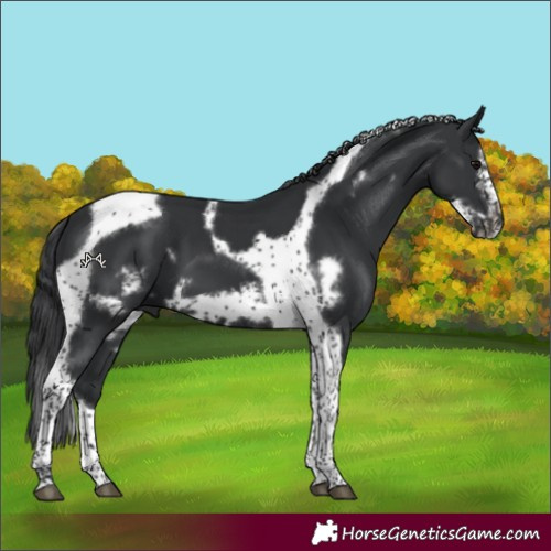 Horse Color:Black Splash Tobiano Frame 