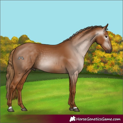 Horse Color:Gray Chestnut 
