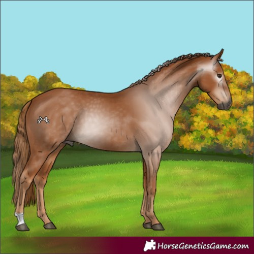 Horse Color:Gray Chestnut 