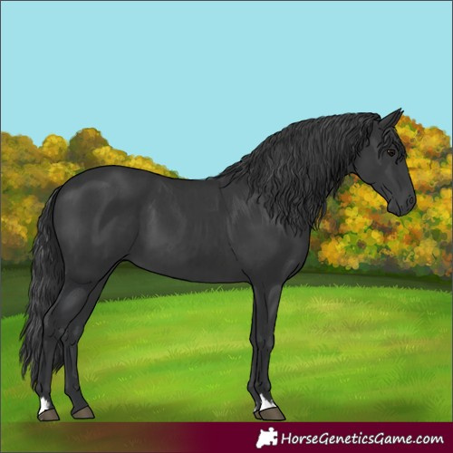 Horse Color:Black and Black
