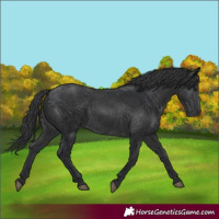 Horse Color:Black  and Black 