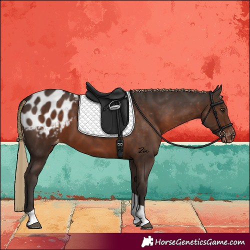 Horse Color:Liver Chestnut Tobiano Blanket 