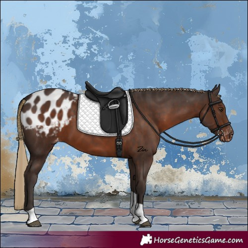 Horse Color:Liver Chestnut Tobiano Appaloosa