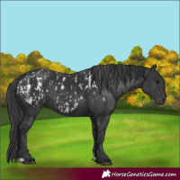 Horse Color:Black Appaloosa  and Black 