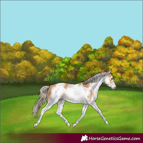 Horse Color:White Spotted Palomino Frame 