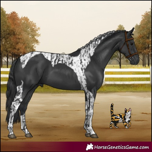 Horse Color:Black and Black Tobiano