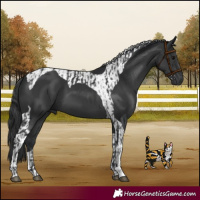 Horse Color:Black  and Black Tobiano 