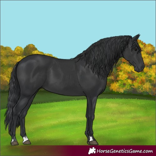 Horse Color:Black and Black