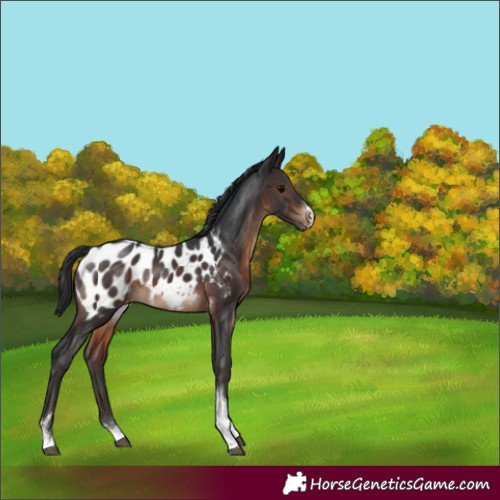 Horse Color:Brown Sabino Tobiano Appaloosa 