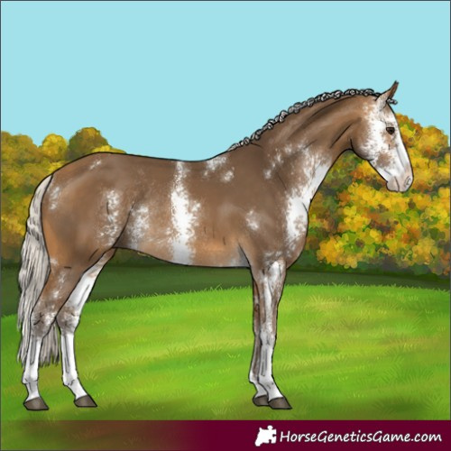 Horse Color:Silver Buckskin Sabino Rabicano 