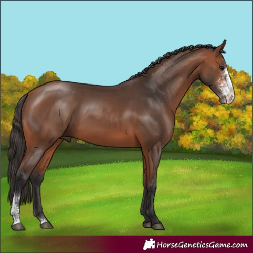 Horse Color:Bay Sabino Rabicano