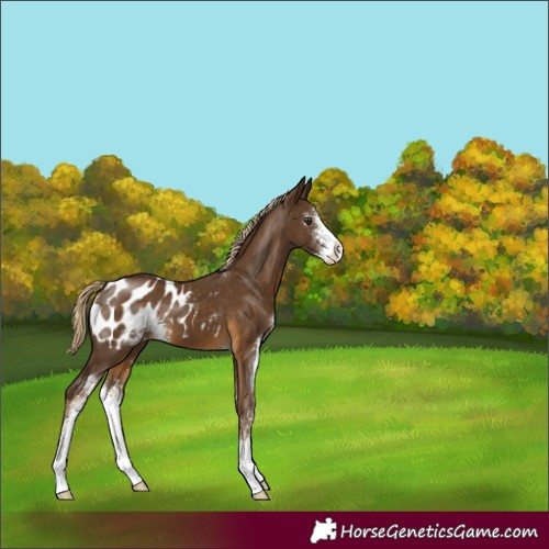 Horse Color:Chocolate Palomino Sabino Appaloosa