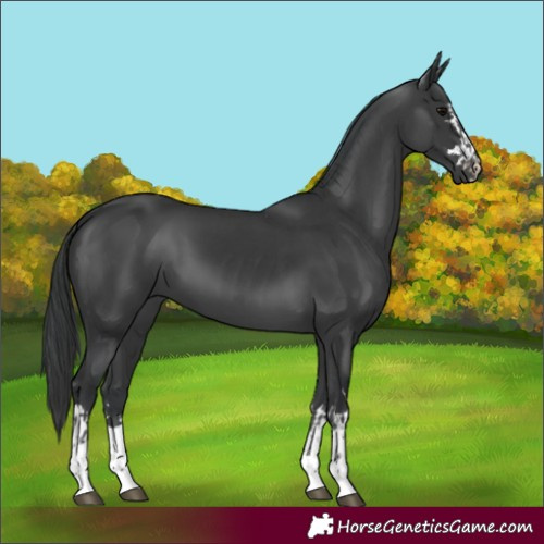 Horse Color:Black  and Black 