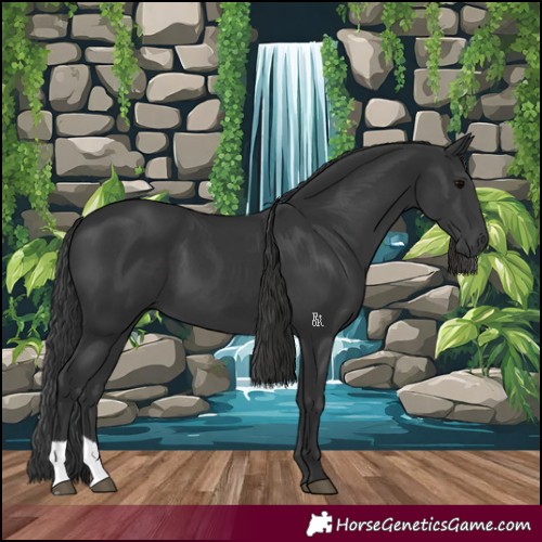Horse Color:Black  and Black 