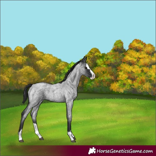 Horse Color:Unknown 